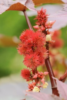 Castor oil plant (Ricinus communis), fruit stand, North Rhine-Westphalia, Germany, Europe