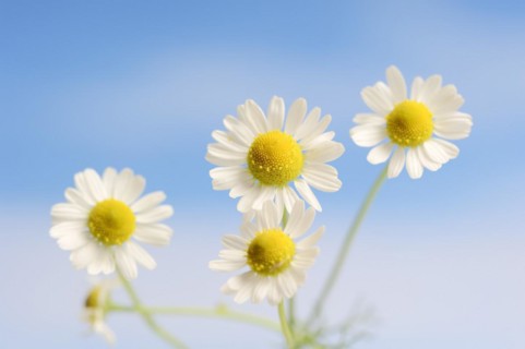 Chamomile (Matricaria recutita, Matricaria chamomilla), flowers, medicinal plant, North