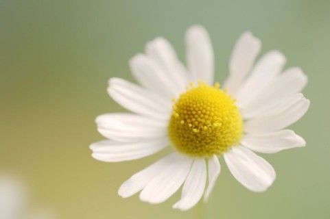 Chamomile (Matricaria recutita, Matricaria chamomilla), flower, medicinal plant, North