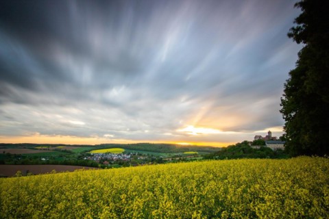Landscape at sunrise. Beautiful morning landscape with fresh yellow rape fields in spring. Small