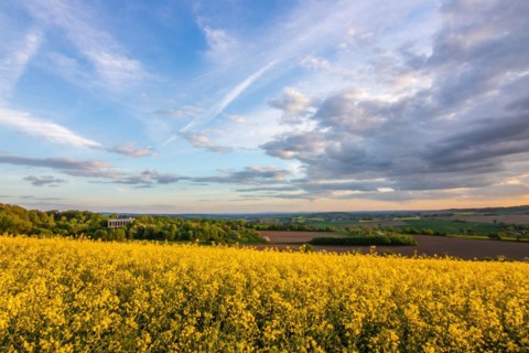 Landscape at sunrise. Beautiful morning landscape with fresh yellow rape fields in spring. Small