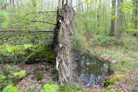 Deadwood structure in deciduous forest, root plate and temporary water body, important habitat for