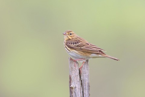 Tree pipit (Anthus trivialis) adult, sitting on dry spruce, Wildlife, Animals, Birds, Siegerland,