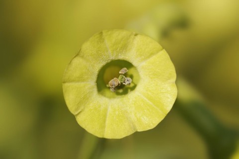 Ornamental tobacco or Brazilian tobacco (Nicotiana langsdorfii), flower, native to Brazil,