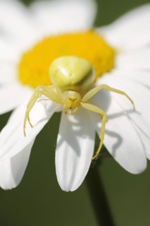 Goldenrod crab spider (Misumena vatia), female on the flower of a daisy (Leucanthemum vulgare,