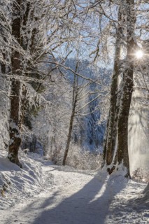 Hiking trail at the Alpsee, Schwangau, Ostallgaeu, Swabia, Bavaria, Germany, Schwangau, Ostallgaeu,