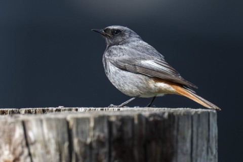 Black redstart (Phoenicurus ochruros), young bird, sitting on a tree trunk, Stuttgart,