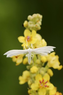 White bindweed moth or sloe ghost (Pterophorus pentadactyla, Pterophorus pentadactylus), North
