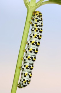 Brown-root monk (Shargacucullia scrophulariae), caterpillar, North Rhine-Westphalia, Germany,