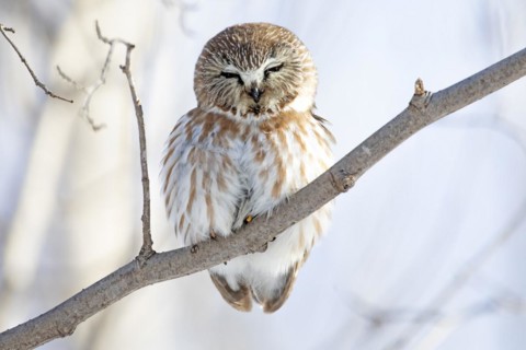 Northern saw-whet owl (Aegolius acadicus), perched on a tree after a snowfall, forest of