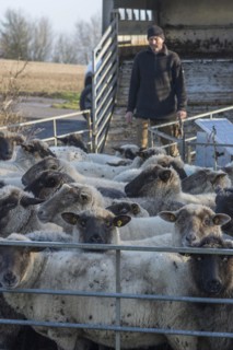 Sealed black-headed domestic sheep (Ovis gmelini aries) in the pen, behind the shepherd in front of