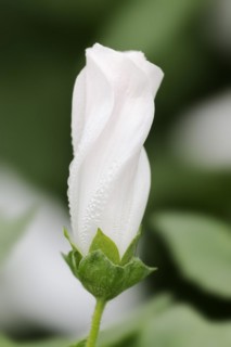 Annual mallow (Lavatera trimestris), flower, ornamental plant, North Rhine-Westphalia, Germany,