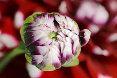 Dahlia 'Checkers' (Dahlia Hybride), flower bud, ornamental plant, North Rhine-Westphalia, Germany,