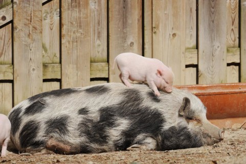 Goettingen minipig (Sus scrofa f. domestica), sow and piglet, North Rhine-Westphalia, Germany,