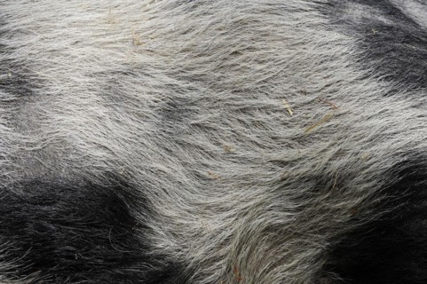 Goettingen minipig (Sus scrofa f. domestica), fur detail, North Rhine-Westphalia, Germany, Europe