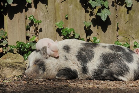 Goettingen minipig (Sus scrofa f. domestica), sow and piglet, North Rhine-Westphalia, Germany,