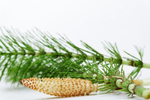 Fresh branches of the medicinal plant horsetail, Equisetum arvense, used for health care, freshly
