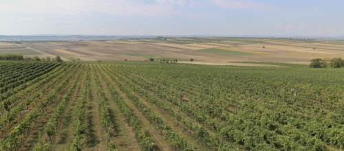Vines, vineyard, idyllic landscape, Weinviertel