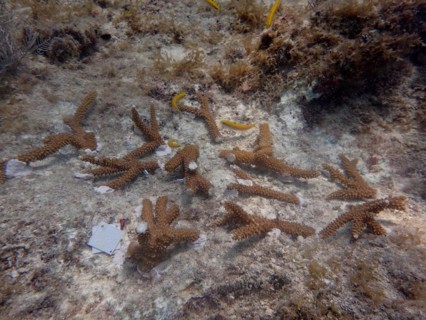 Coral culture. Staghorn coral (Acropora cervicornis) grown on a frame, which has been cut into