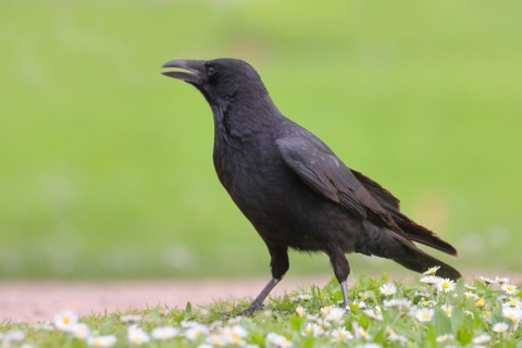 Raven crow (Corvus corone corone), in daisy meadow, lawn, Rosensteinpark Stuttgart,