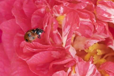 Seven-spot ladybird (Coccinella septempunctata) adult on a garden Camellia flower in spring,