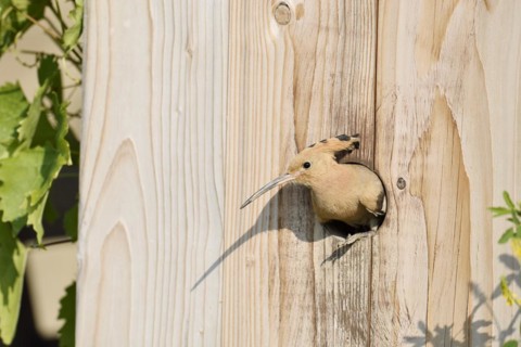 Hoopoe (Upupa epops) at a nesting box, Kaiserstuhl, Baden-Wuerttemberg, Germany, Europe