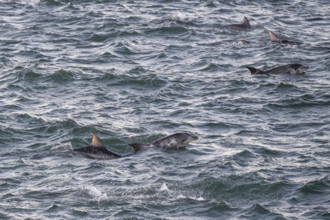 Dolphins, Bottlenose dolphins, Bay, Port Elizabeth, South Africa, Africa