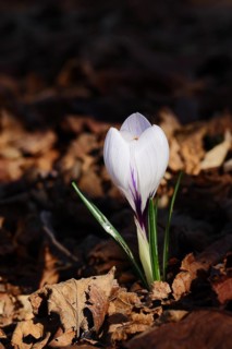 Blooming crocus (Crocus spec.) in spring, white flower in spectacular light, North