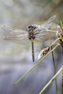 Ruby whiteface (Leucorrhinia rubicunda) on common cottongrass (Eriophorum angustifolium), Emsland,
