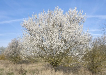 Blackthorn (Prunus spinosa) white flowering, Thuringia, Germany, Europe