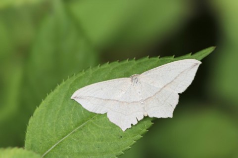 Red-ringed moth (Timandra comae), North Rhine-Westphalia, Germany, Europe