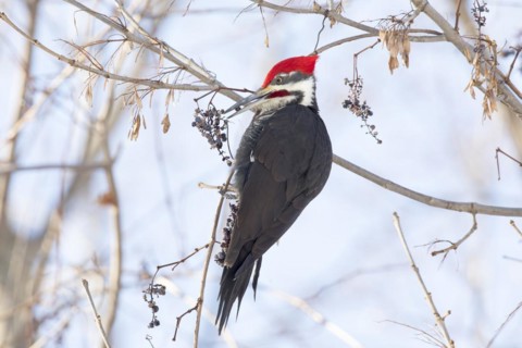 Pileated woodpecker (Dryocopus pileatus), male feeding on Virginia creeper grapes (Parthenocissus