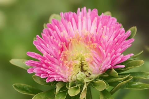 China aster (Callistephus chinensis), flower, ornamental plant, North Rhine-Westphalia, Germany,