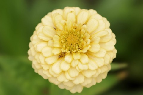 Zinnia (Zinnia elegans, Zinnia violacea), flower, ornamental plant, North Rhine-Westphalia,