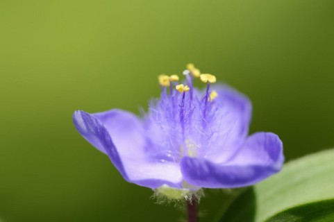 Garden three-master flower (Tradescantia andersoniana), flower, ornamental plant, North