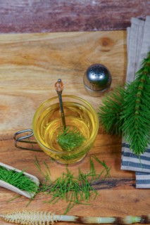 Infusion of horsetail Equisetum arvense, medicinal plant for health care with fresh branches just