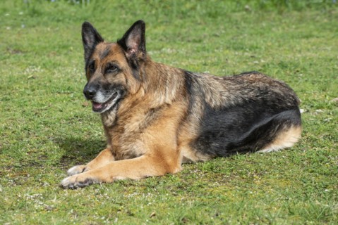 Old German shepherd dog, female, lying on lawn in Ystad, Scania, Sweden, Scandinavia, Europe