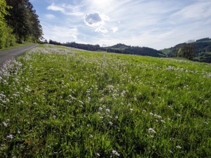 Cuckoo flower (Cardamine pratensis), Leoben, Styria, Austria, Europe