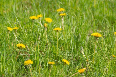 Many yellow flowers of dandelion, dandelion, buttercup, common dandelion (Taraxacum ruderalia)