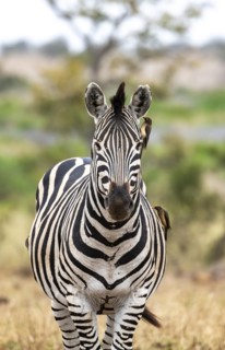 Plains zebra (Equus quagga) with several yellow-billed oxpecker (Buphagus africanus), African