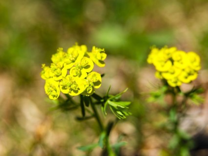 Cypress spurge (Euphorbia cyparissias), Berchtesgaden National Park, Halsalm, Ramsau,