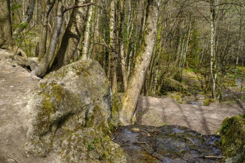 Limestone tuff and vegetation at the edge of the Wiesaz in the Wiesaz valley on the Swabian Alb