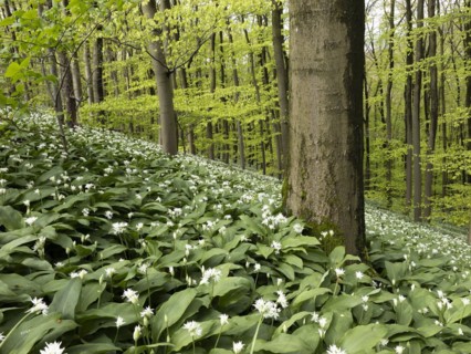 Ramson (Allium ursinum) in spring in the beech forest, Teutoburg Forest, North Rhine-Westphalia,