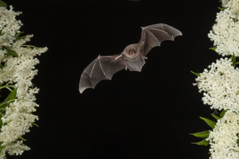 Common bent-wing bat (Miniopterus schreibersii) flying past a flowering elder (Sambucus), Pleven,
