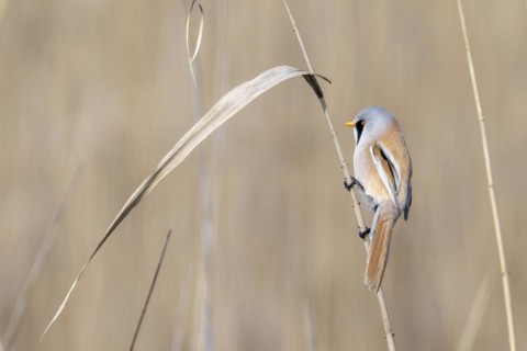 Bearded reedling (Panurus biarmicus), male, sitting in the reeds, Lake Neusiedl-Seewinkel National