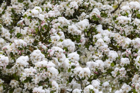 Apple blossom with snow, apple tree (Malus), pome fruit tree (Pyrinae), meadow orchard, spring,