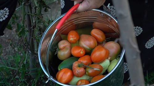 Tomatoes and zucchini in a bucket. Selective focus