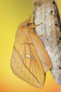 Drinker moth (Euthrix potatoria), freshly hatched butterfly on the cocoon, North Rhine-Westphalia,