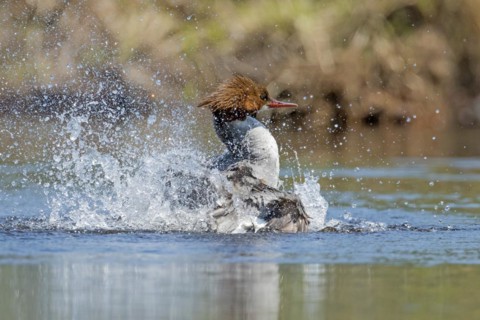 Common merganser (Mergus merganser), female splashing while toiletting, La Mauricie national park,
