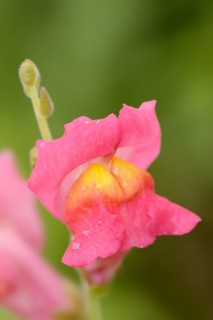 Large snapdragon or garden common snapdragon (Antirrhinum majus), flower, ornamental plant, North